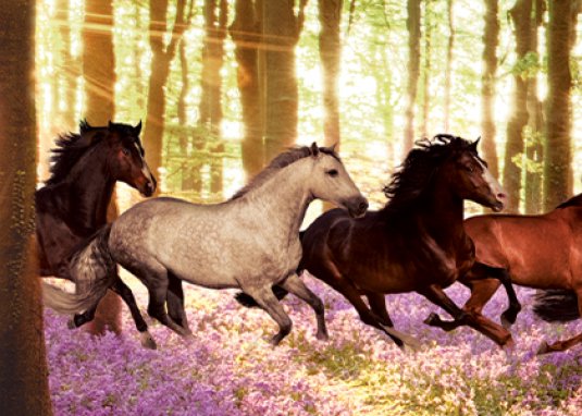 Wilde Horde 1: Die Pferde im Wald 