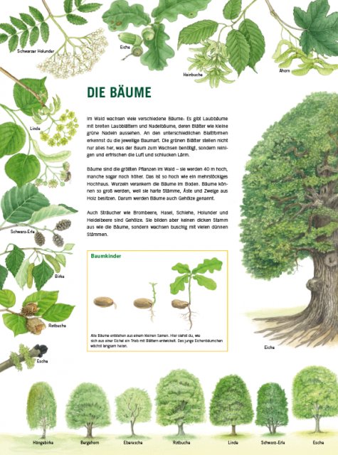 Im Wald Innenseite