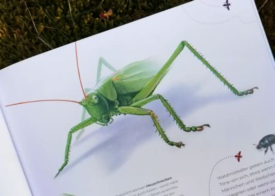 Innenseite Insekten Grashüpfer