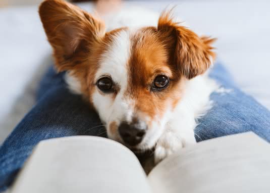 Warum Kinder Tiere (im Kinderbuch) lieben
