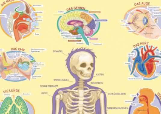 Lernposter Körper Ansicht
