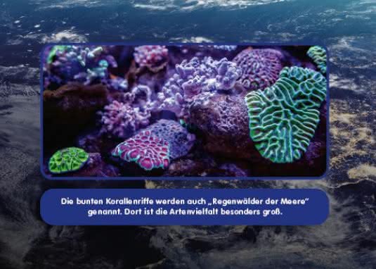 Ozeane Innenseite Korallenriffe