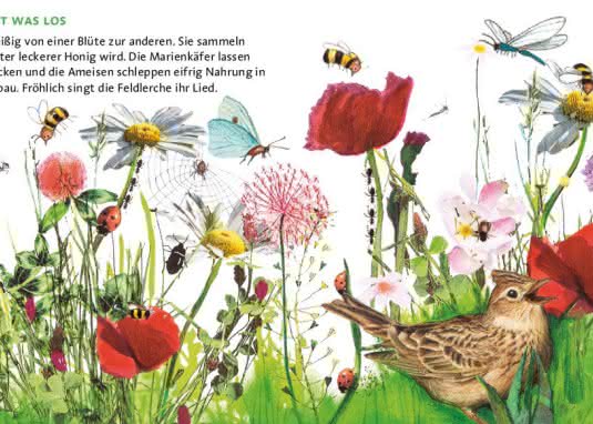 HÖR MAL So klingt der Sommer Innenseite Blumenwiese