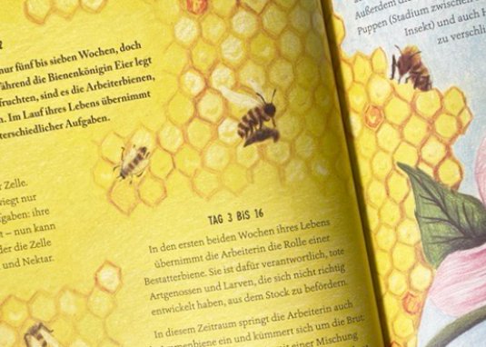 Von Eintagsfliege bis Grönlandwal Kinderbuch Sachbuch ab 5 Jahren